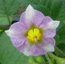 Sarpo Mira potato flowers